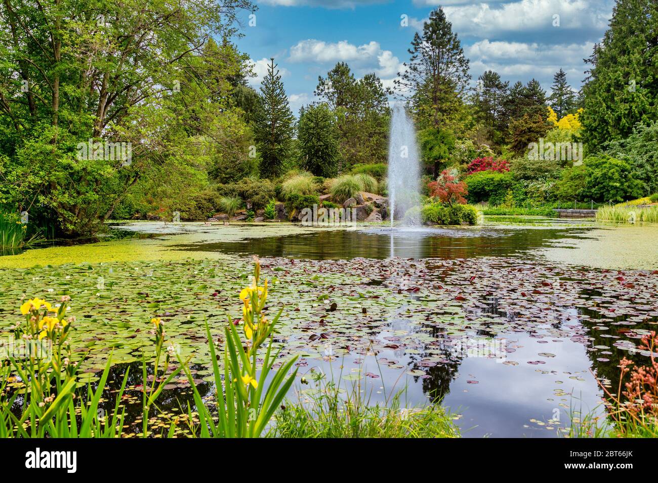 Brunnen Zwischen Seerosen Stockfoto