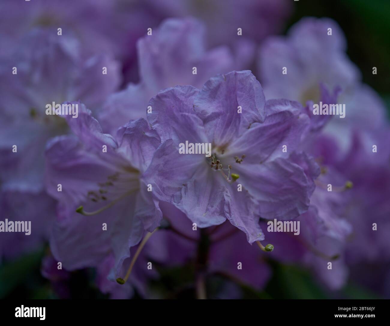 Üppige Rhododendron fortunei hellviolette Blüte Stockfoto