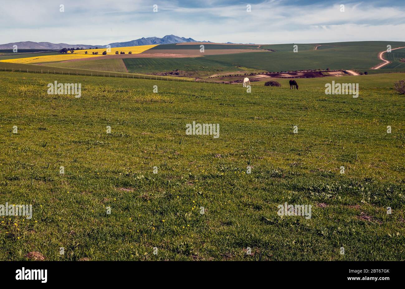 Eine ländliche Landschaft aus Raps- und Weizenfeldern mit niedrigen Wolken mit grasenden Pferden gegen Berge, Western Cape Province, Südafrika Stockfoto