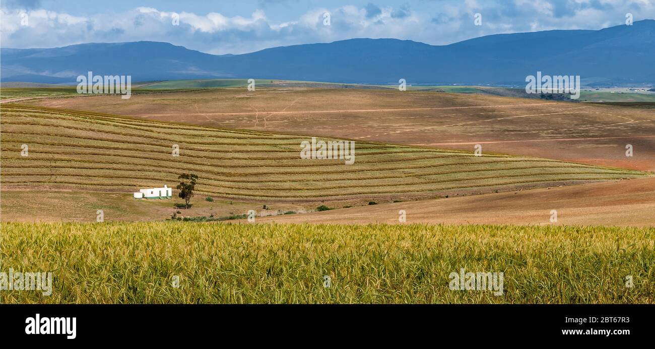 Weizenfarm in Witsand mit einem kleinen Haus in weitläufiger Gegend Western Cape Province, Südafrika Stockfoto