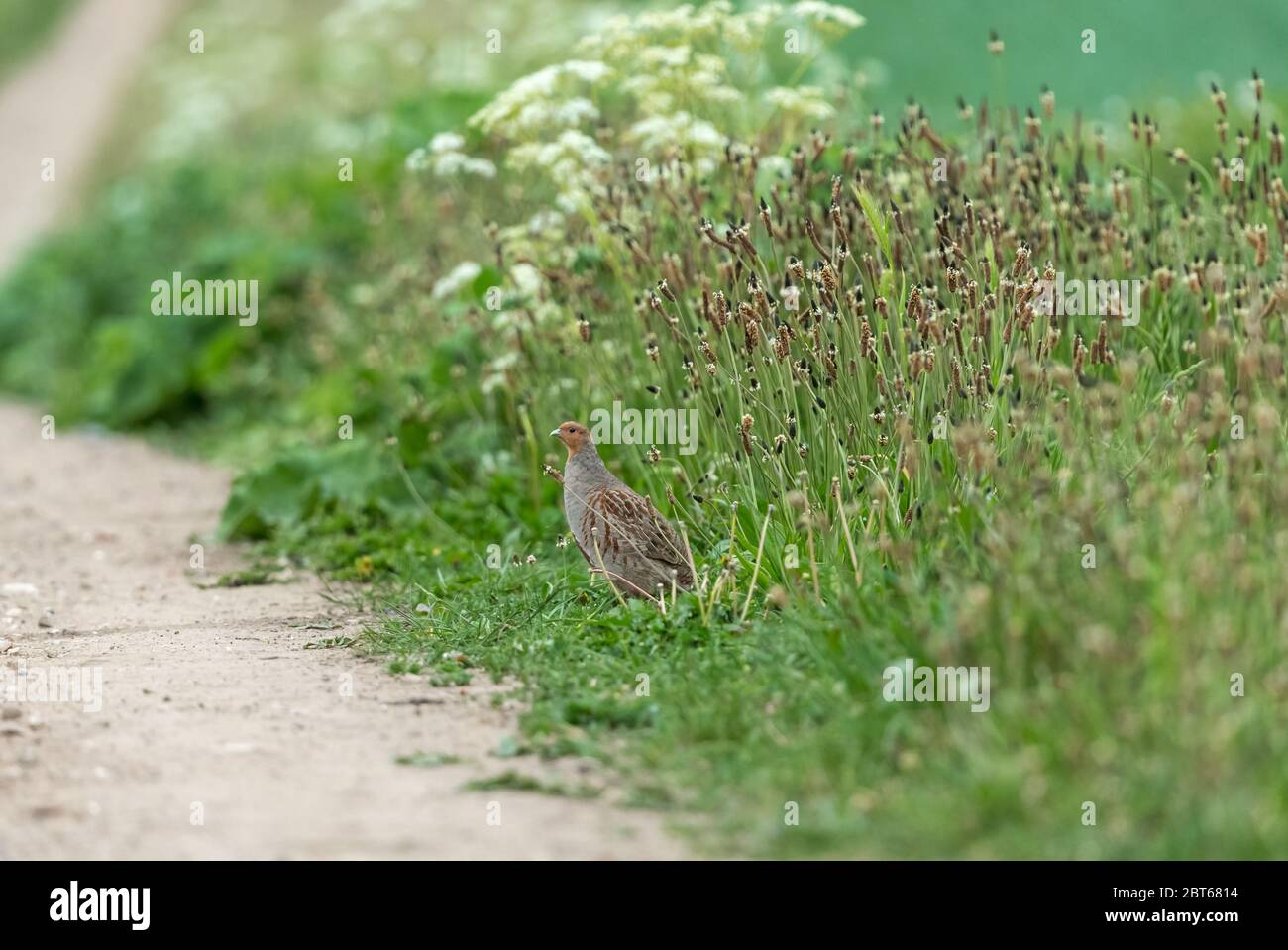 Graupasthuhn (Wissenschaftlicher Name: Perdix Perdix) Single Graupasthuhn, der aus einem Feldrand um landwirtschaftliche Flächen hervortritt. Nach links zeigend. Horizontal Stockfoto