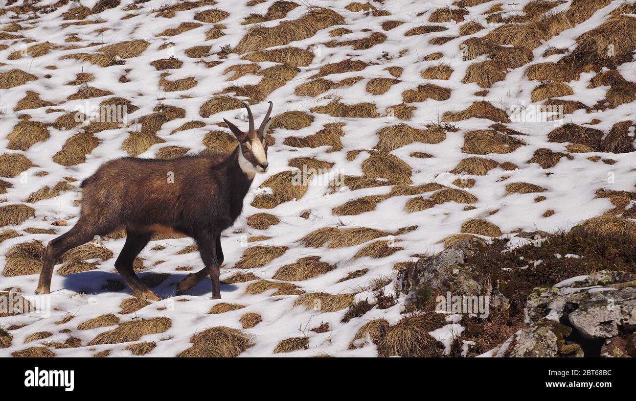 Alpine Gämsen oder Rupicapra rupicapra Klettern über Felsen Blick in die Kamera mit schmelzenden Schnee im Hintergrund. Stockfoto