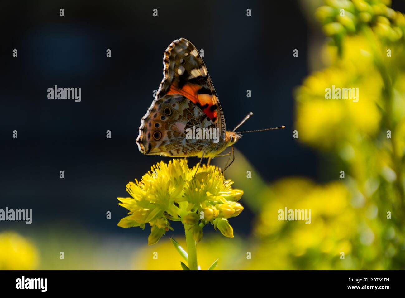 Schmetterlingsdistel Nahaufnahme auf einem unscharfen Hintergrund. Heller Schmetterling aus der Familie Nymphalidae. Schmetterling im Sonnenlicht und selektiver Fokus. Stockfoto