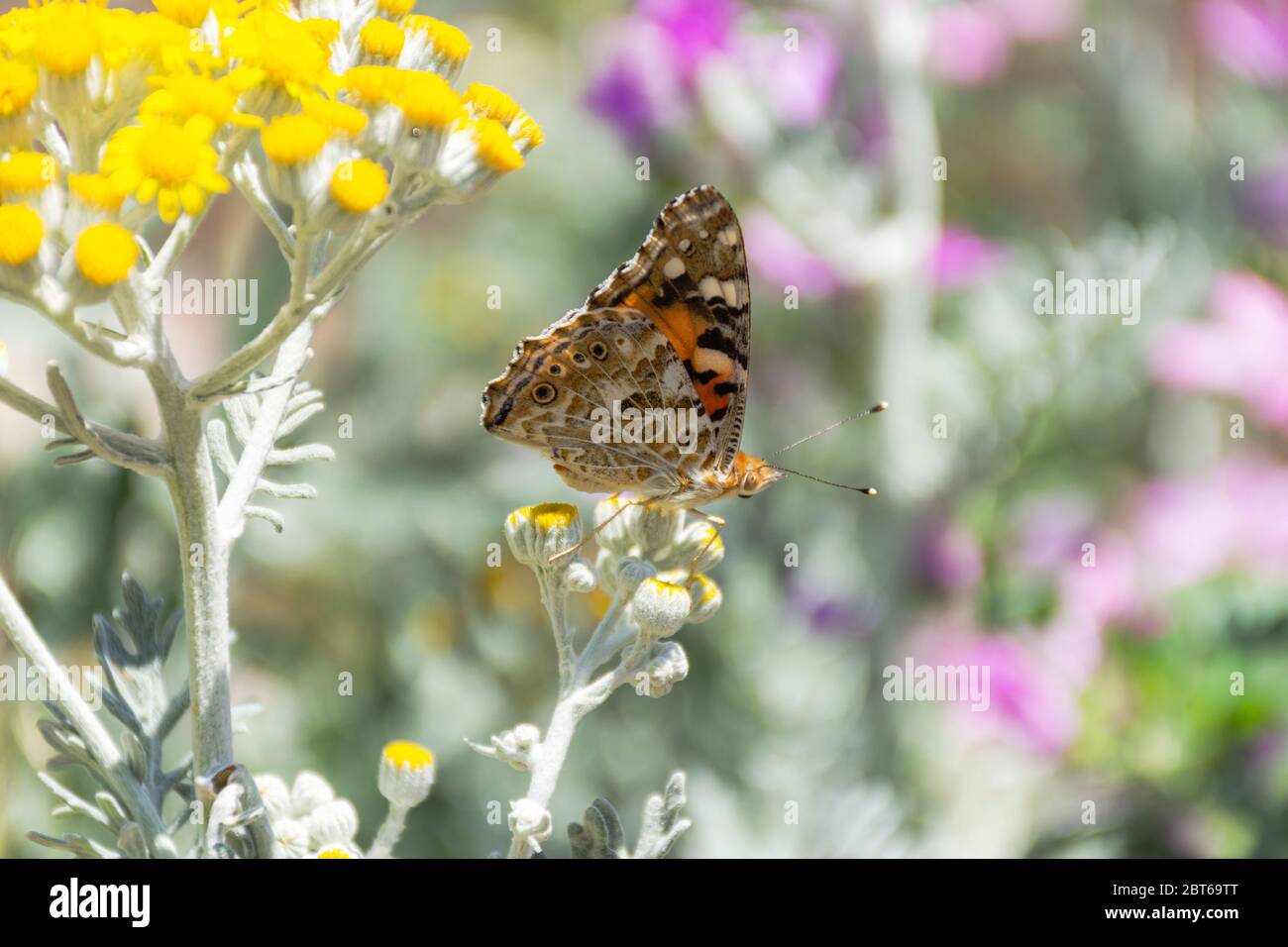 Schmetterlingsdistel Nahaufnahme auf einem unscharfen Hintergrund. Heller Schmetterling aus der Familie Nymphalidae. Schmetterling im Sonnenlicht und selektiver Fokus. Stockfoto