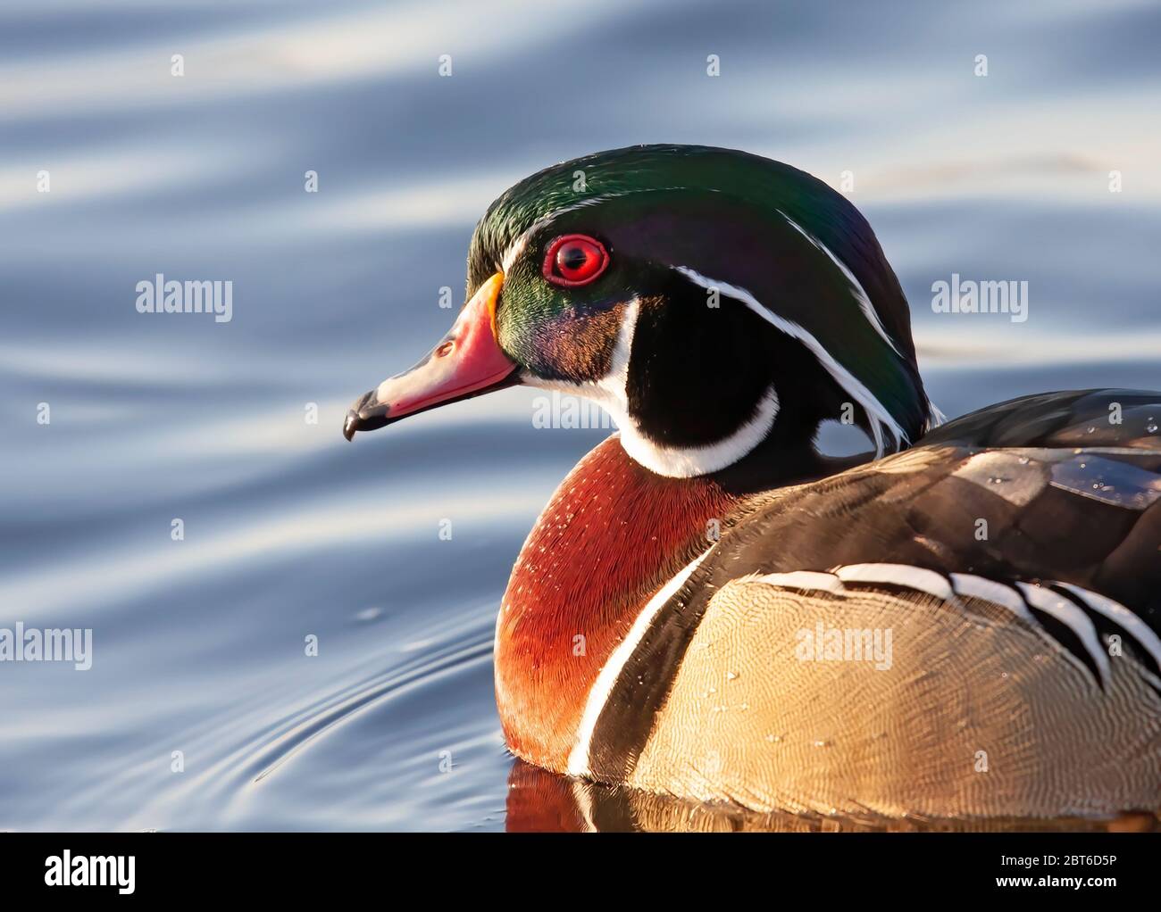 Holzente Männchen schwimmen auf Ottawa Fluss in Kanada Stockfoto