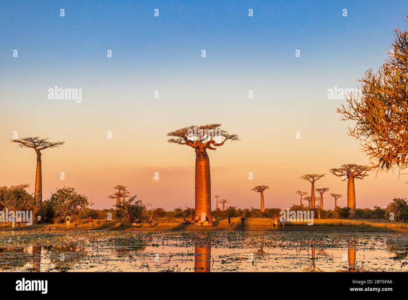 Schöne Baobab Bäume bei Sonnenuntergang an der Allee der Baobabs in Madagaskar Stockfoto