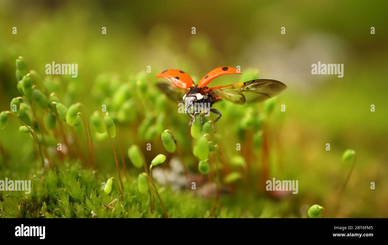 Nahaufnahme der Tierwelt eines Marienkäfer im grünen Gras im Wald. Makrokosmos in freier Wildbahn. Coccinella septempunctata, der Marienkäfer mit sieben Flecken, ist der MOS Stockfoto