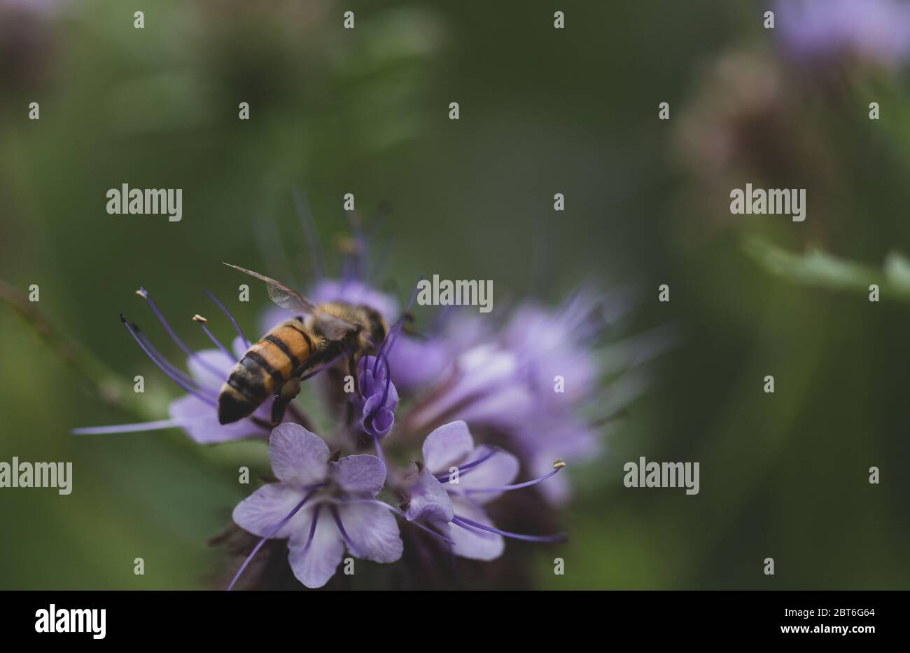 Bunte Wildblumen. Unkraut auf der Weide. Wildtiere. Bestäubung von Blumen. Natürliche Schönheit. Ländliche Gegend. Stockfoto