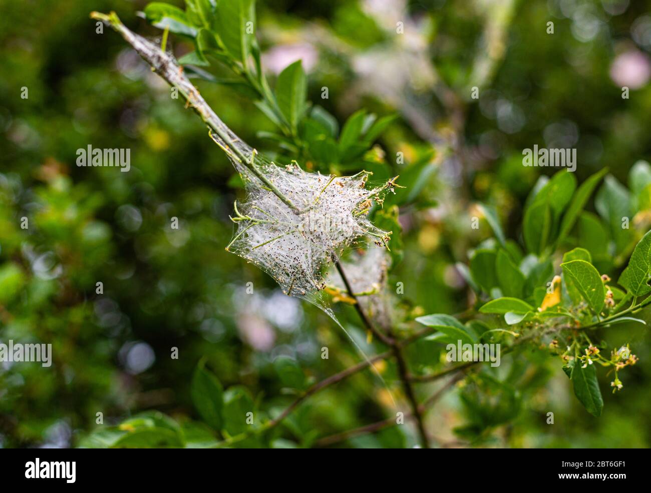 Spinnennetz auf Ästen. Insektenfalle. Wildtiere. Sommer im Wald. Grüne Blätter an den Büschen. Stockfoto