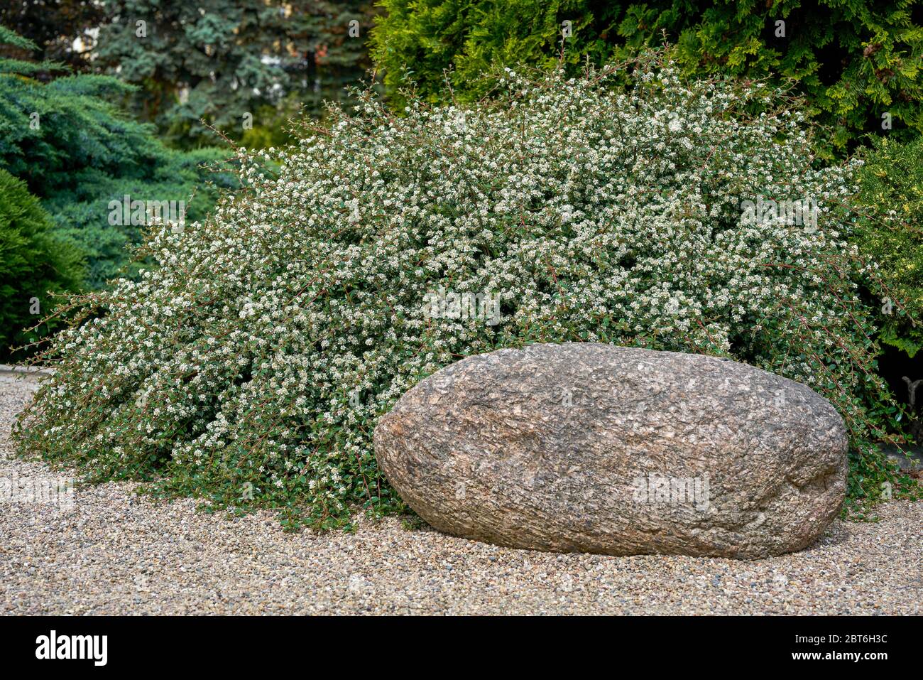 Botanischer Garten in Mai Wroclaw Niederschlesien Polen Stockfoto