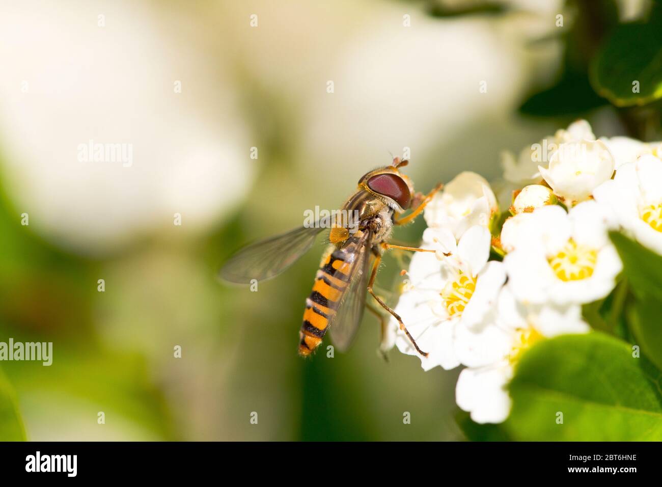 Schwebfliege in einer Blume Stockfoto