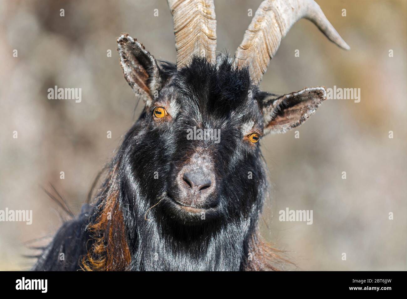 Feral Goat Porträt Stockfoto
