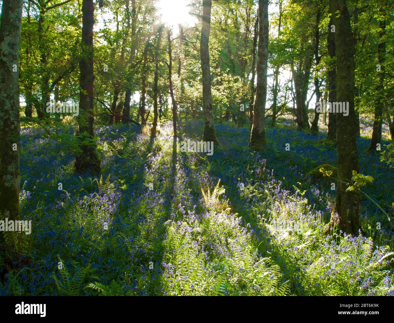 Castramon Nature Reserve mit Mischwald mit Glockenblumen und Eiche Bäume im Frühling Stockfoto