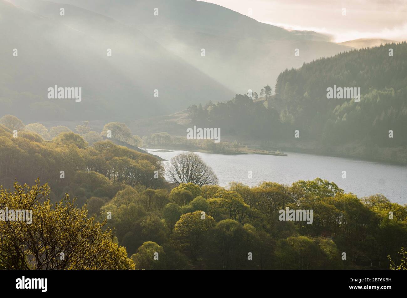 Einheimischer Eichenwald im Glen Trool, Galloway Forest Park Stockfoto