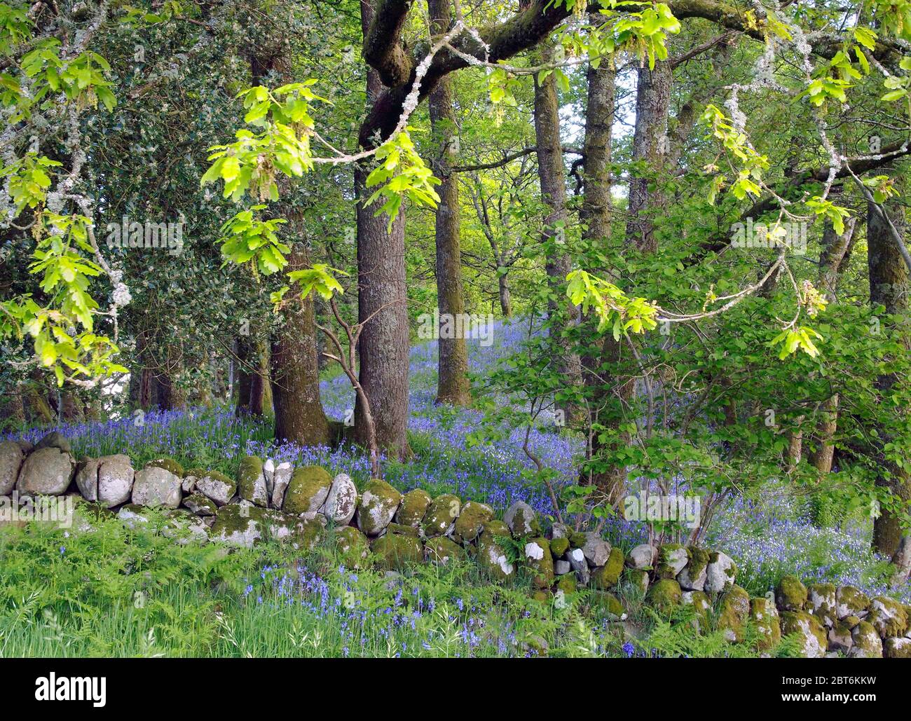 Blaubellen, Eiche und Deich, Carstramon, Torhaus der Flotte. Stockfoto