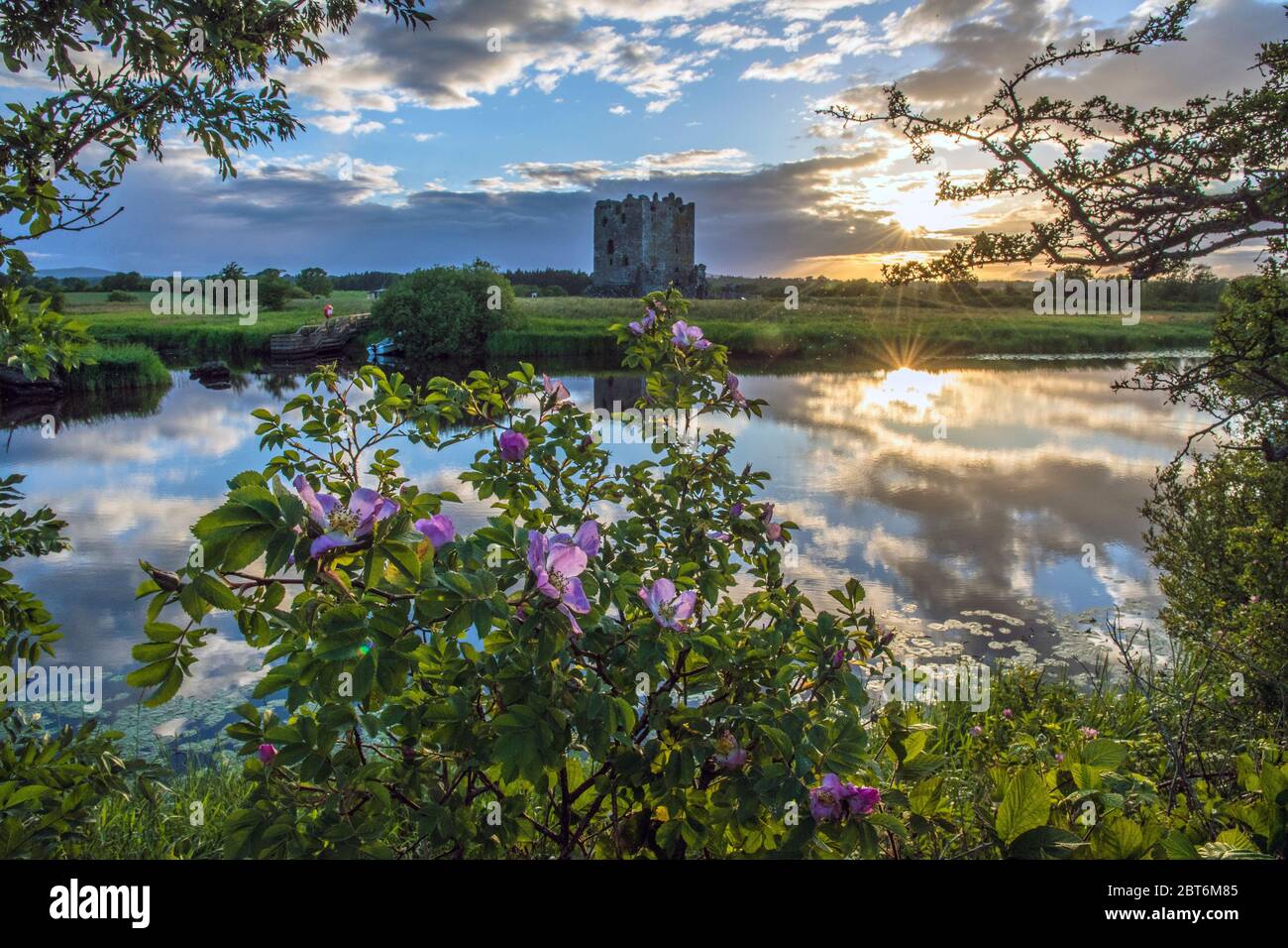 Dog Rose im Vordergrund und schöne untergehende Sonne am Threave Castle, River Dee, Castle Douglas Stockfoto