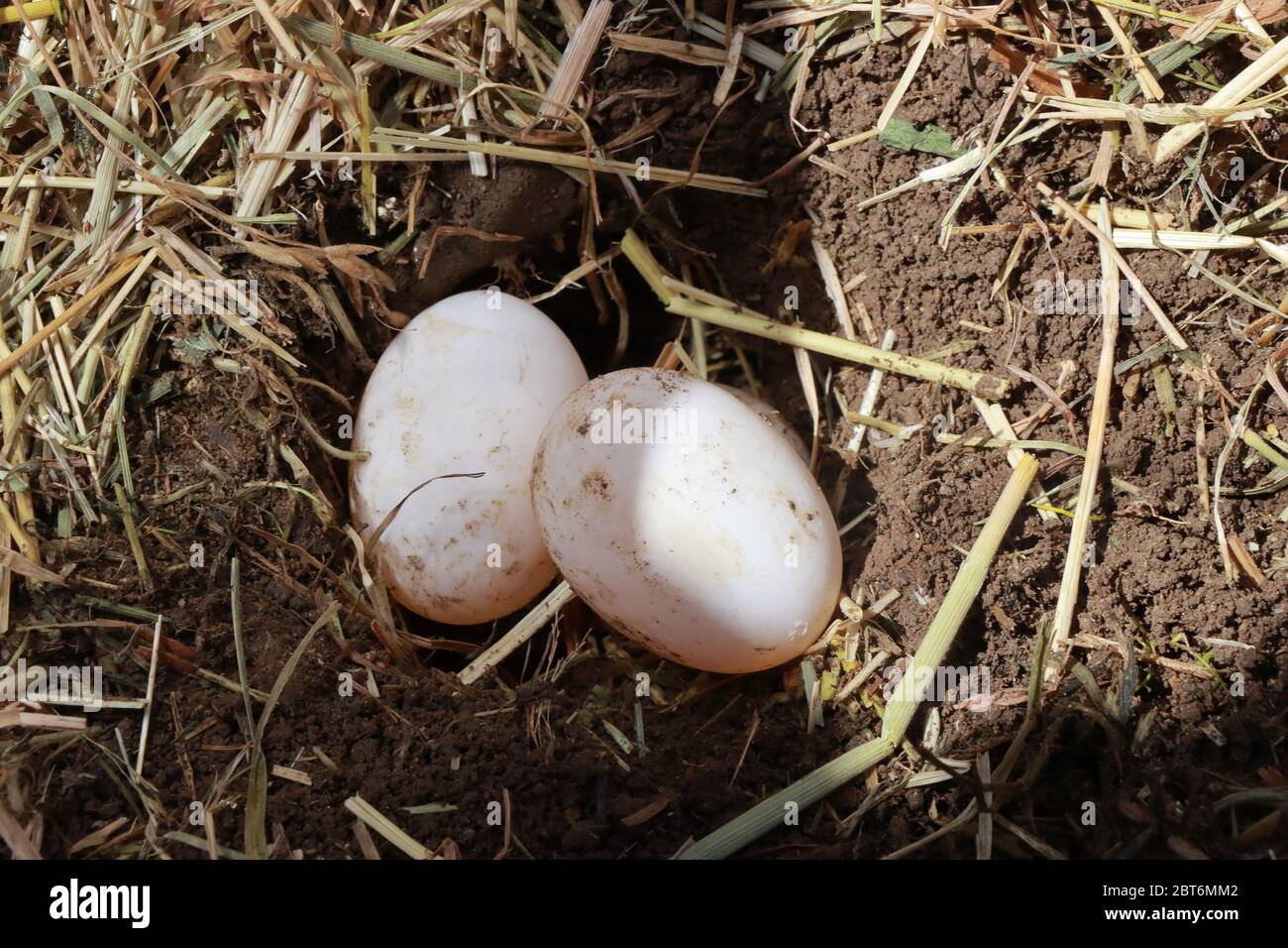 Eine Hermanns-Schildkröte hat ein Loch in den Boden gegraben und 6 Eier hinein gelegt. Zwei Eier sind sichtbar. Stockfoto