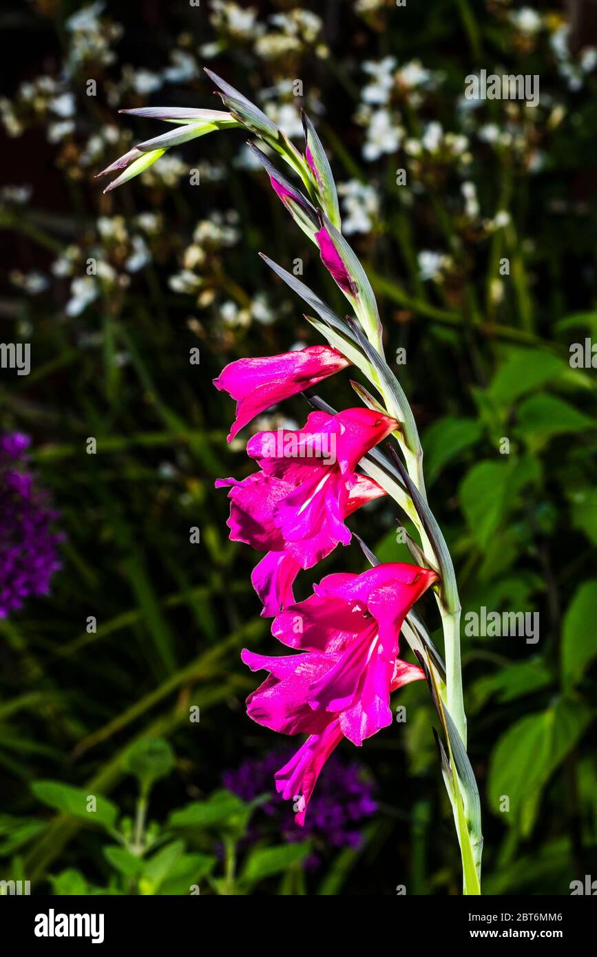 Außen Nahaufnahme eines rosa Gladiolus byzantinus Stockfoto