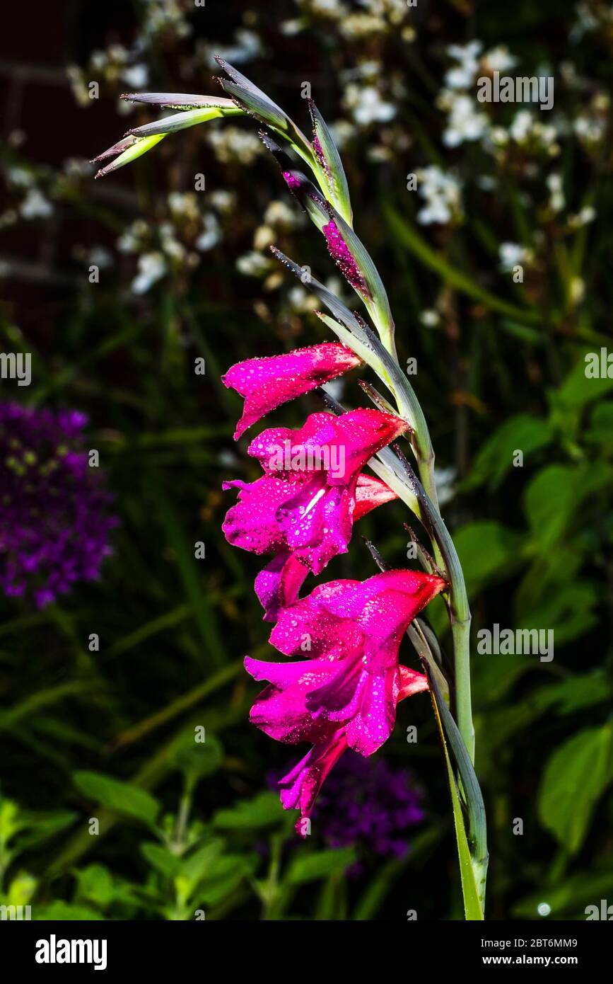 Außen Nahaufnahme eines Gladiolus byzantinus mit Wassertropfen Stockfoto