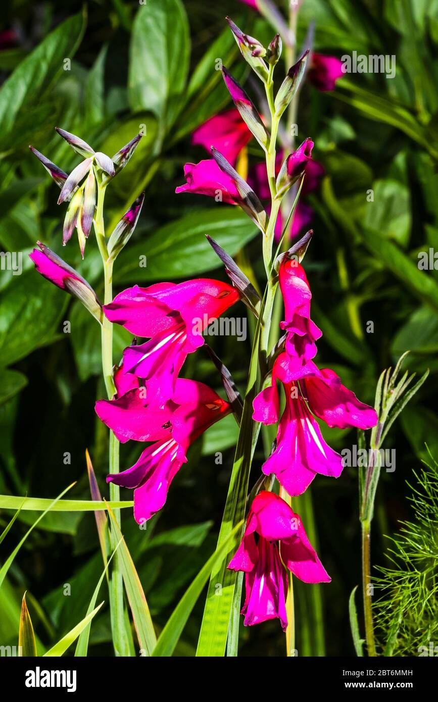 Außen Nahaufnahme von rosa Blüten auf einem Gladiolus byzantinus Stockfoto
