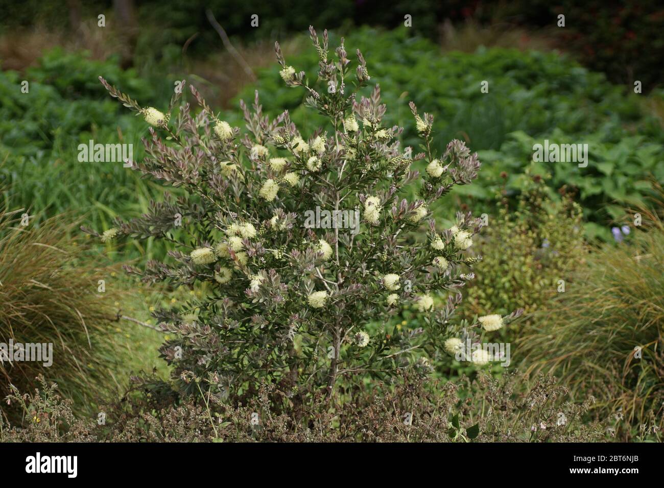 Melaleuca pallida Stockfoto