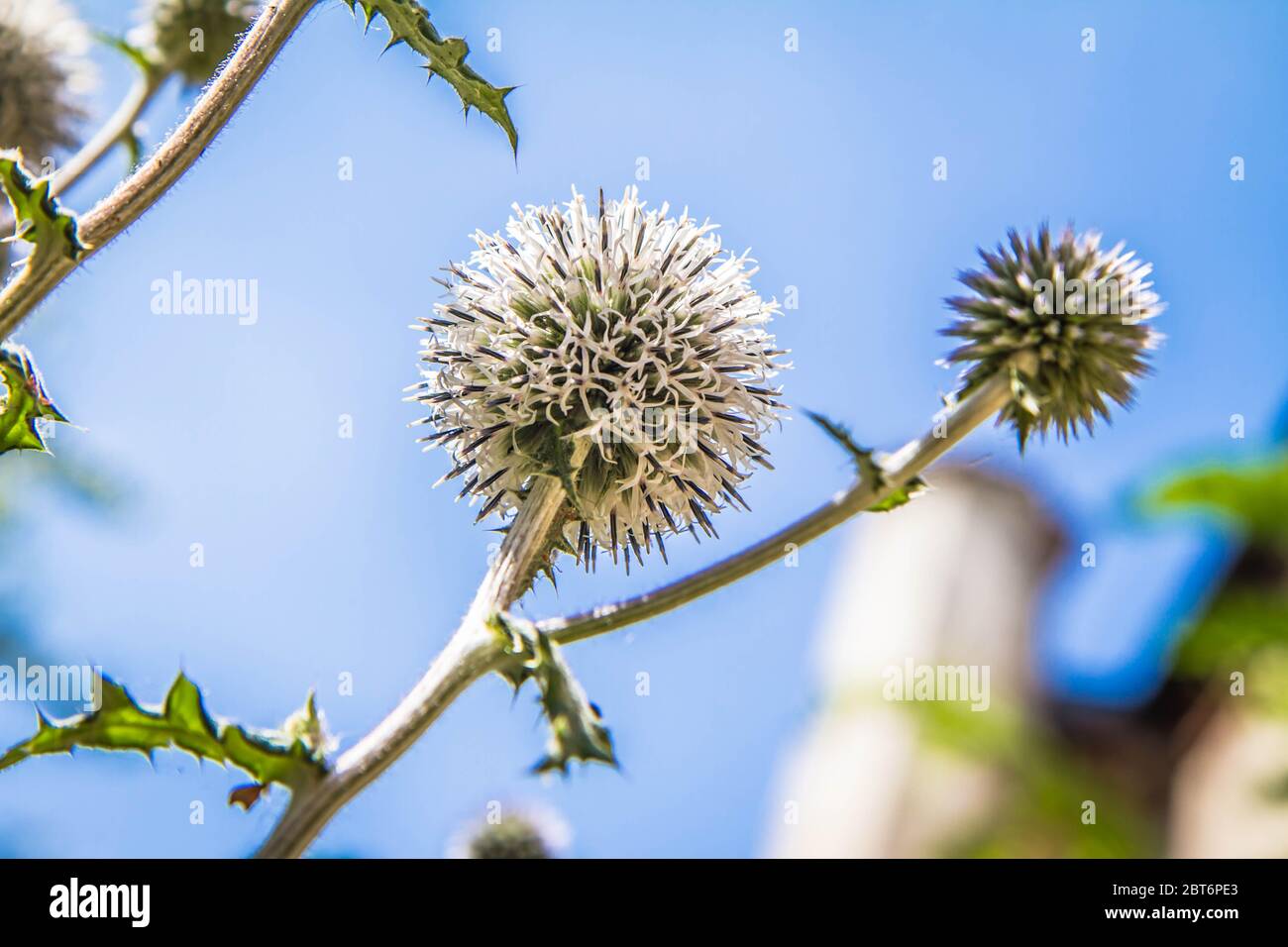 Globe Thistle Pflanze im Sommer in Nahaufnahme Stockfoto