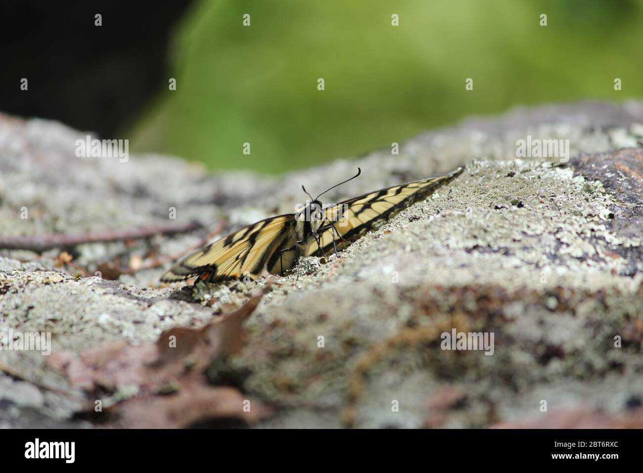 Schwalbenschwanz-Schmetterling bereitet sich auf den Flug vor Stockfoto