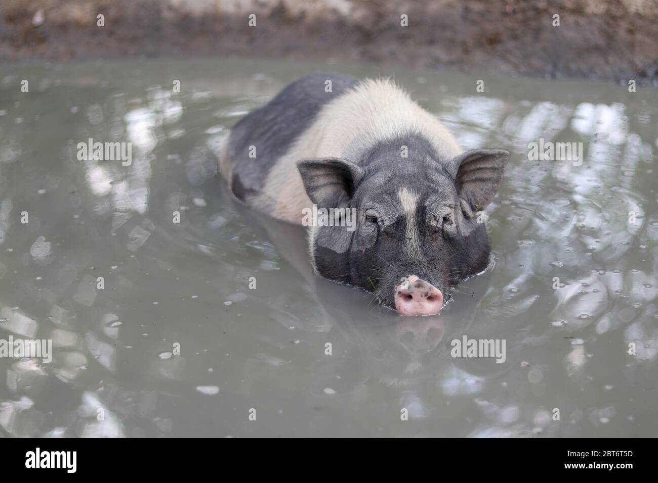Schwein im Wasser einweichen, um sich im Teich abzukühlen. Ein