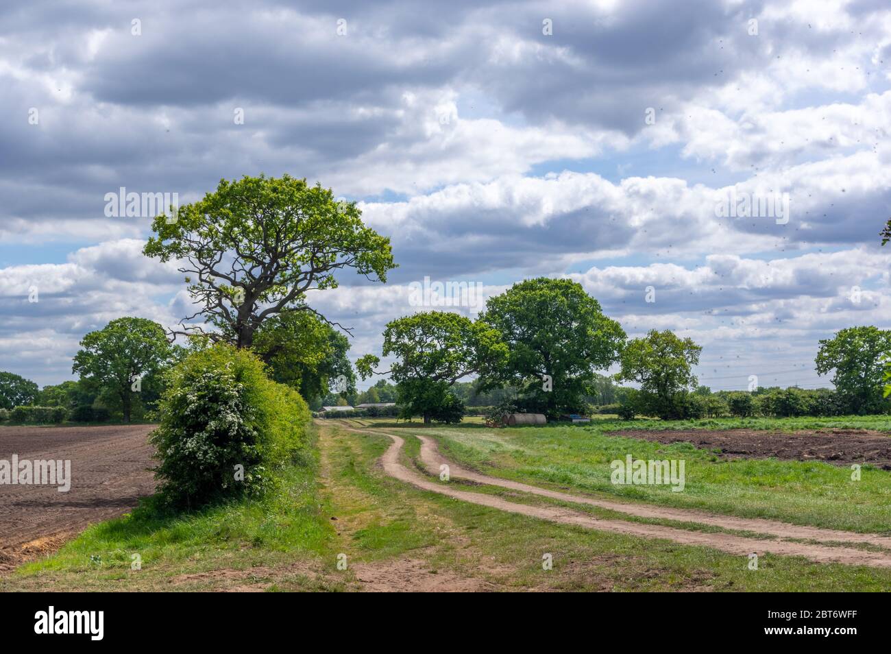 Ein Feldweg durch ein Feld, das in die Ferne führt mit Bäumen und einem stimmungsvollen Himmel. Stockfoto