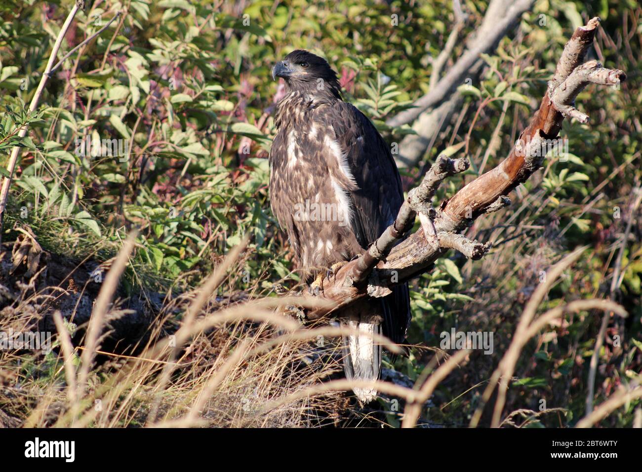 Alaska, Seeadler auf einem Ast Stockfoto