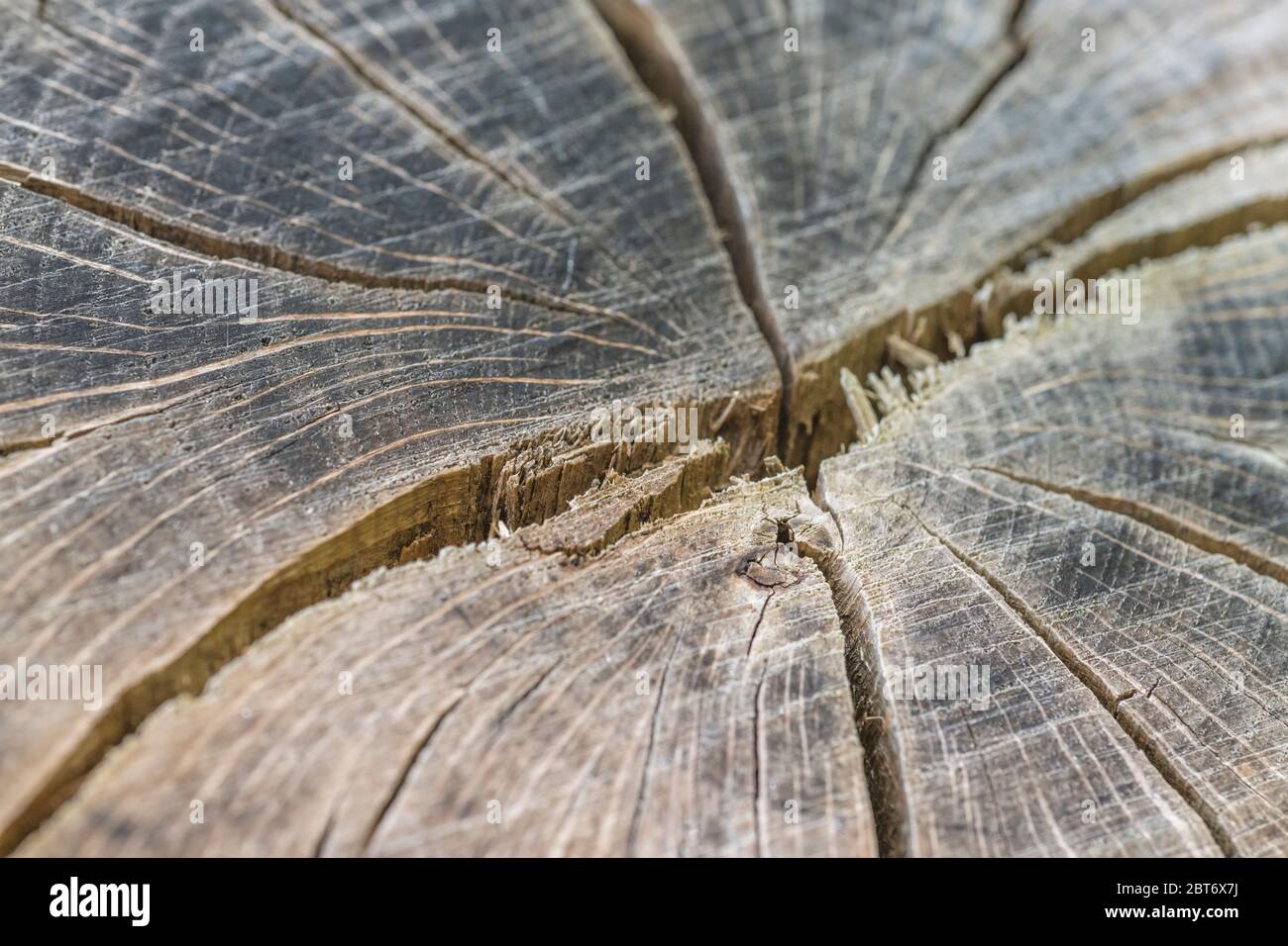 Gesprungene und geteilte Baumstammquerschnitt, da freiliegendes Holz schrumpft. Tiefe Risse, natürliche Risse, natürliche Splits. Stockfoto