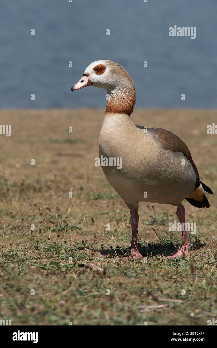 Ägyptische Gans am Ufer eines Sees an einem sonnigen Frühlingstag. Stockfoto