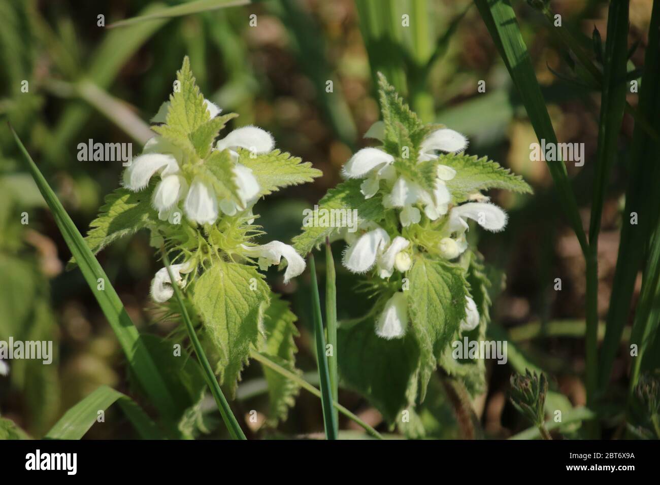 White Nessel Flowers - Lamiumalbum, das von langzüngigen Insekten geliebt wird Stockfoto