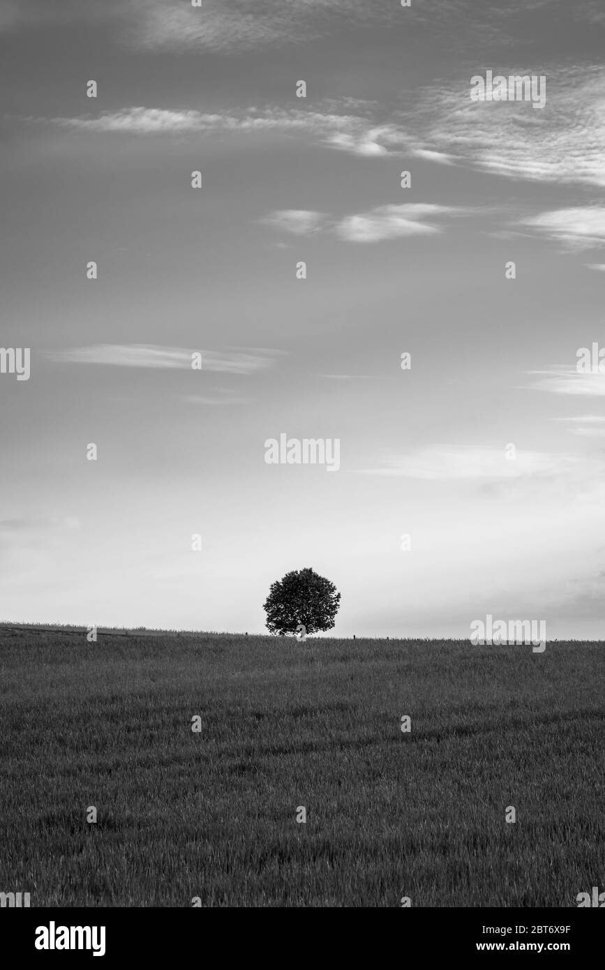 Poetisches Schwarz-Weiß-Bild eines einzelnen, runden Baumes als Punkt am Horizont im Abendlicht. Stockfoto