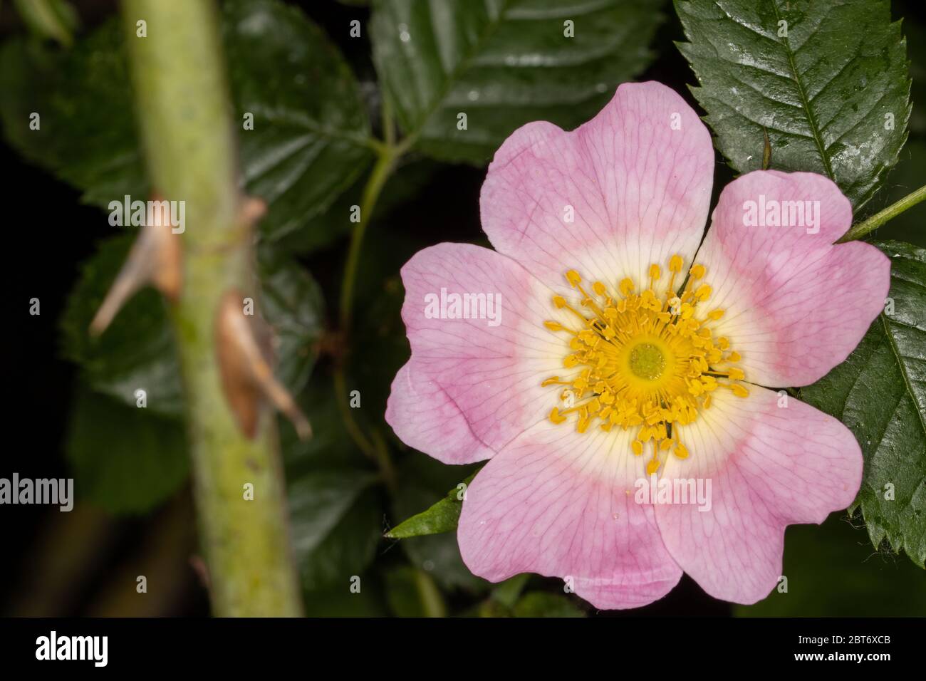 Nahaufnahme von schönen wilden Rose mit rosa weißen Blütenblättern und gelben Pollen bedeckten Stielen Stockfoto