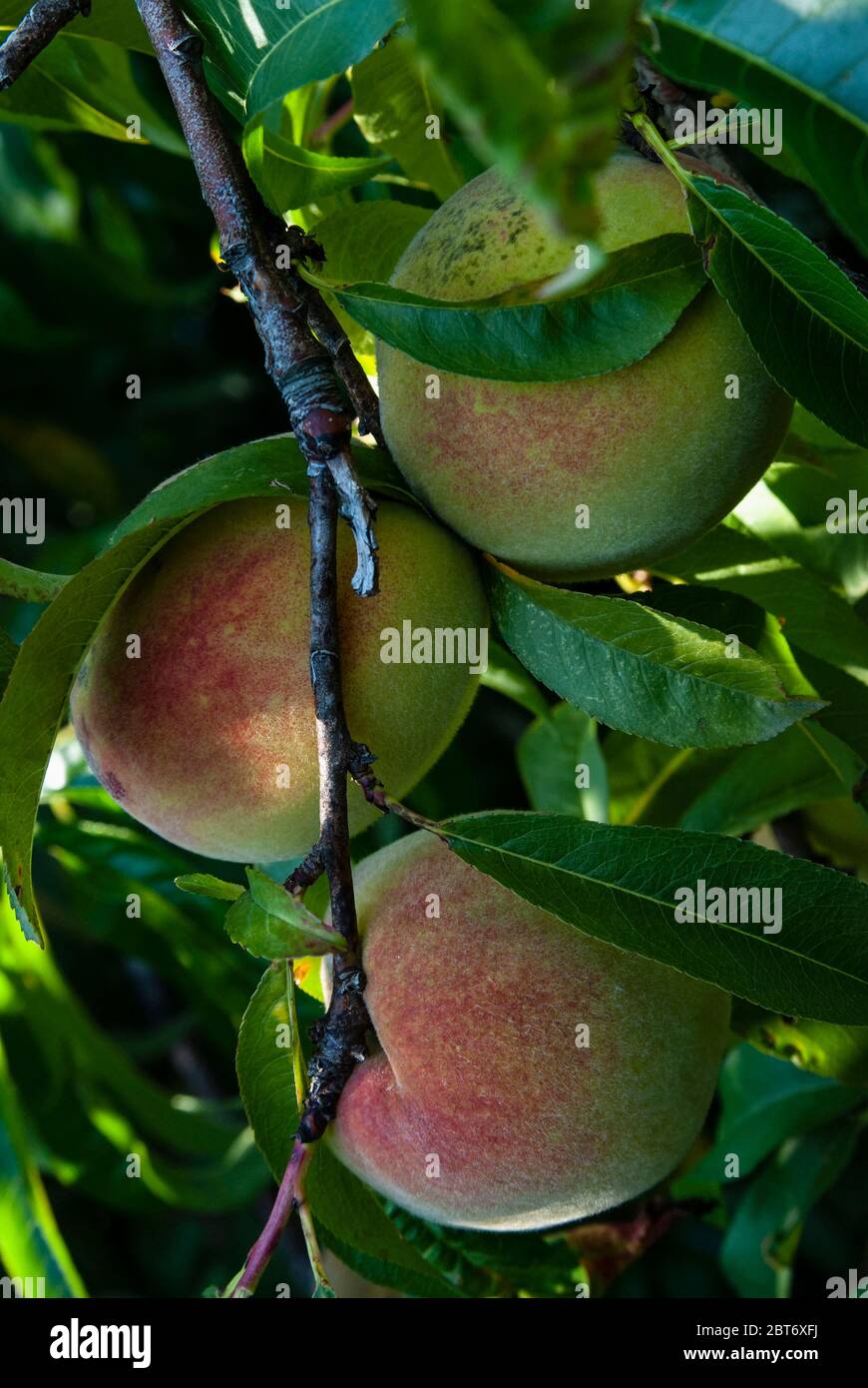 Natürliche große Pfirsiche - drei natürliche große Pfirsichfrucht auf dem Baum - Nahaufnahme Stockfoto