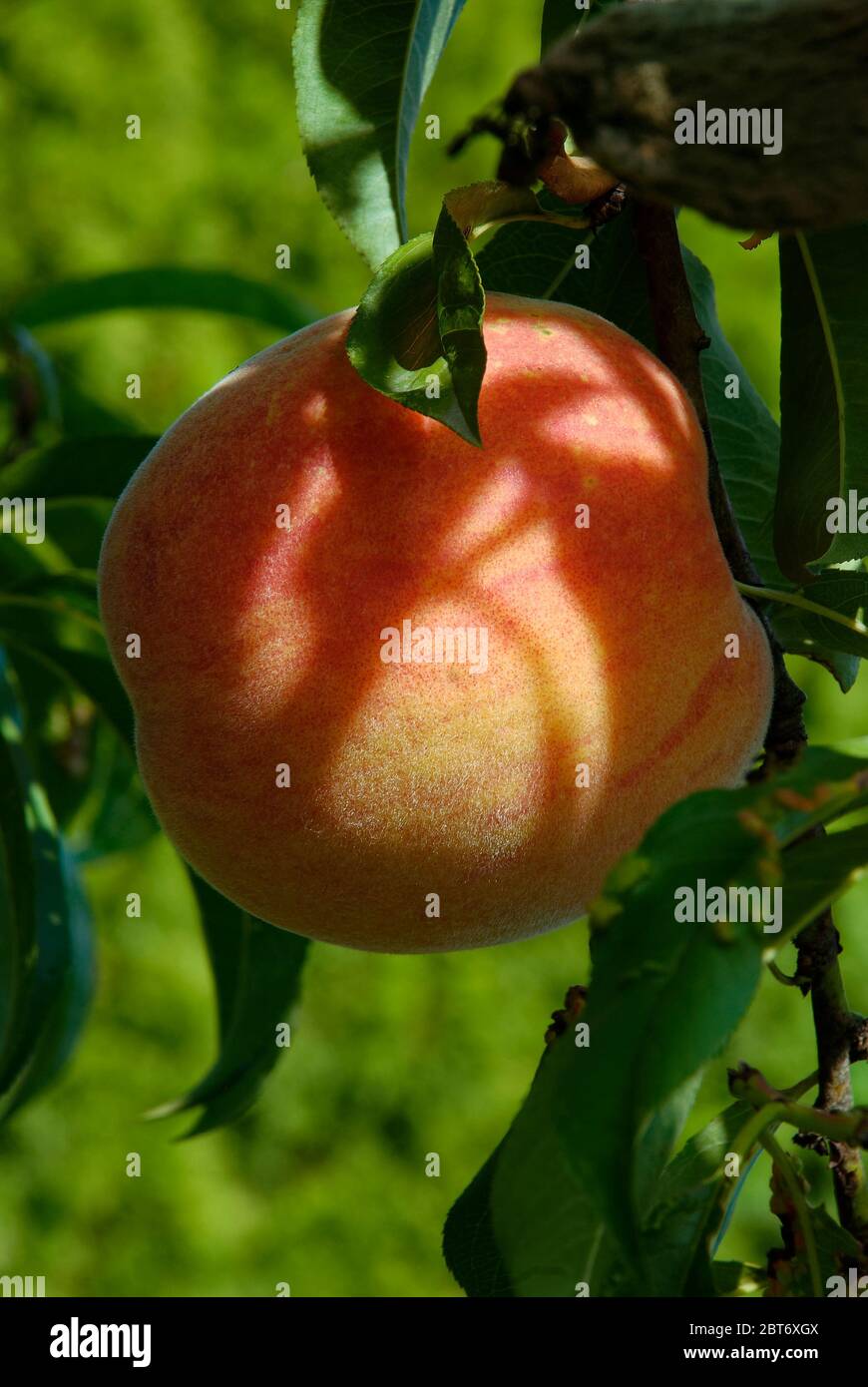 Natürlicher großer reifer Pfirsich - Nahaufnahme einer großen Pfirsichfrucht auf dem Baum Stockfoto