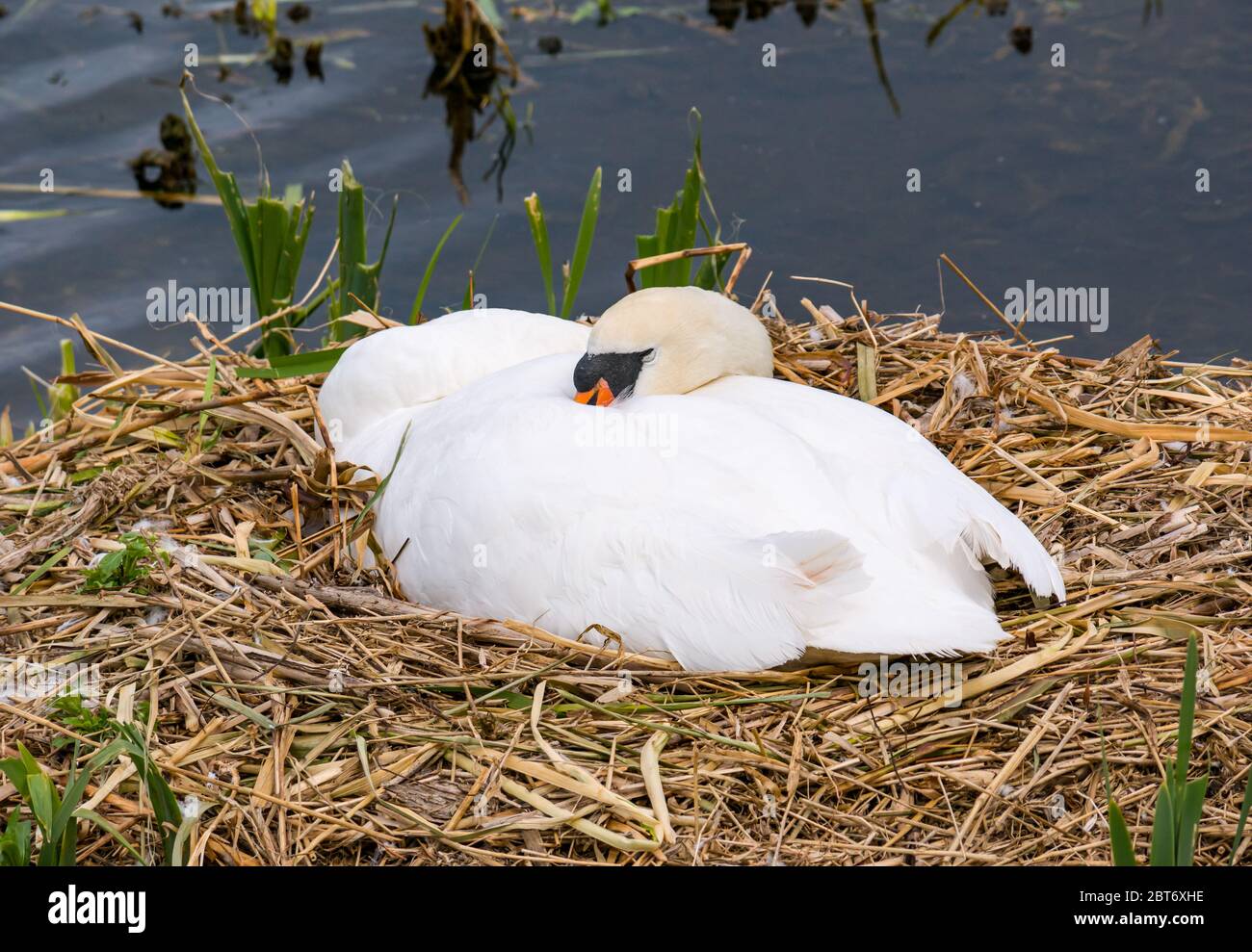 Weiblicher stummer Schwan, Cygnus olor, schlafend im Nest in Sonnenschein im Reservoir, East Lothian, Schottland, UK Stockfoto