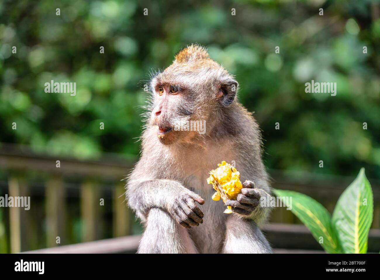 Nahaufnahme von Affe macaca, der Mais isst. Bali Stockfoto