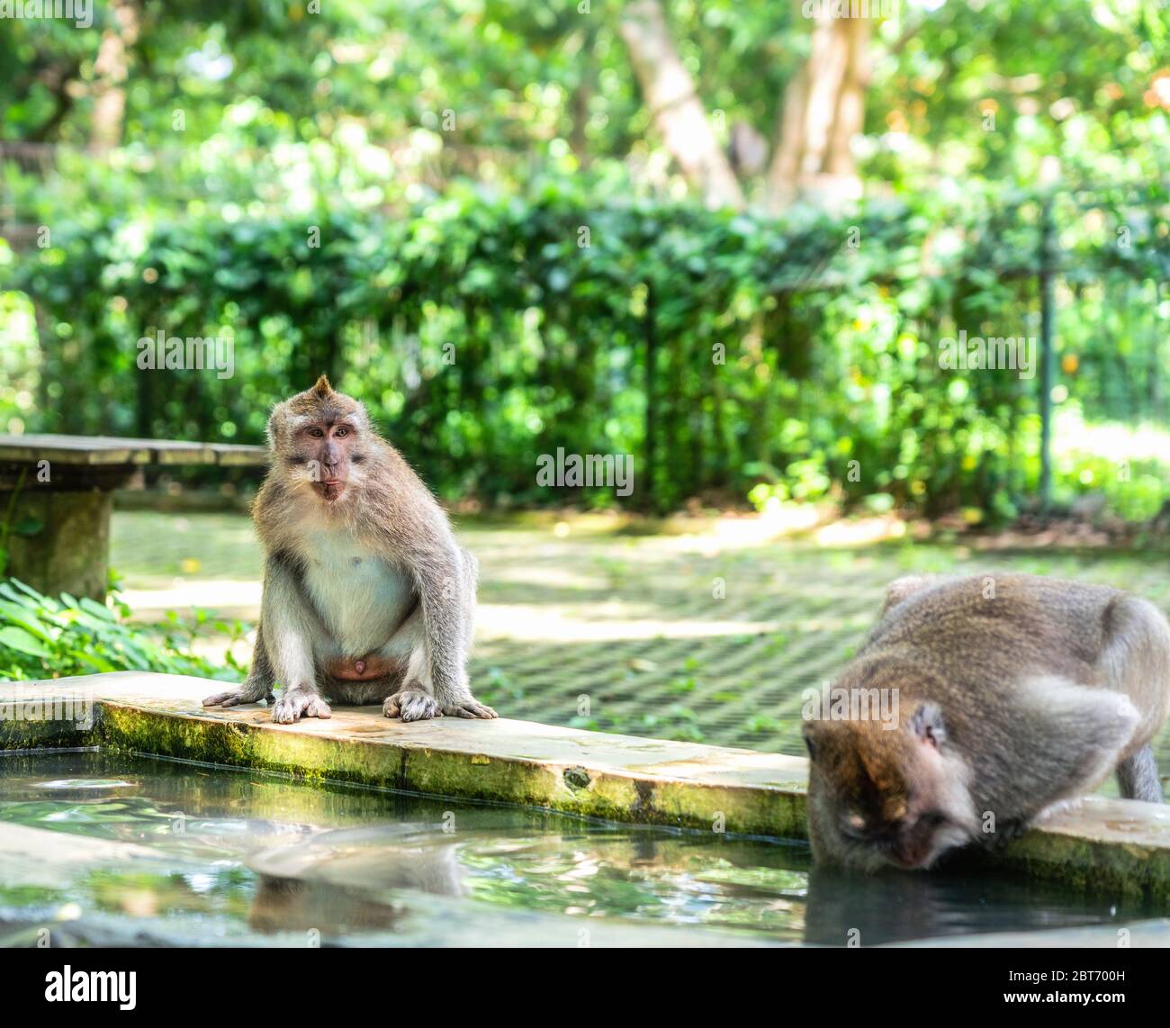 Nahaufnahme von zwei Makaken-Affen: Einer trinkt Wasser aus einem kleinen Pool und andere warten, bis er fertig ist Stockfoto