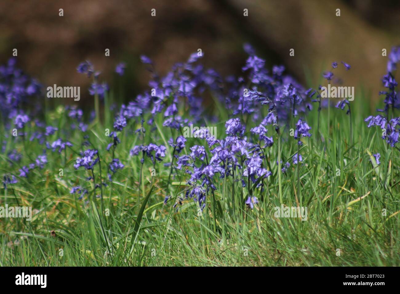 Wilde englische Bluebells Stockfoto
