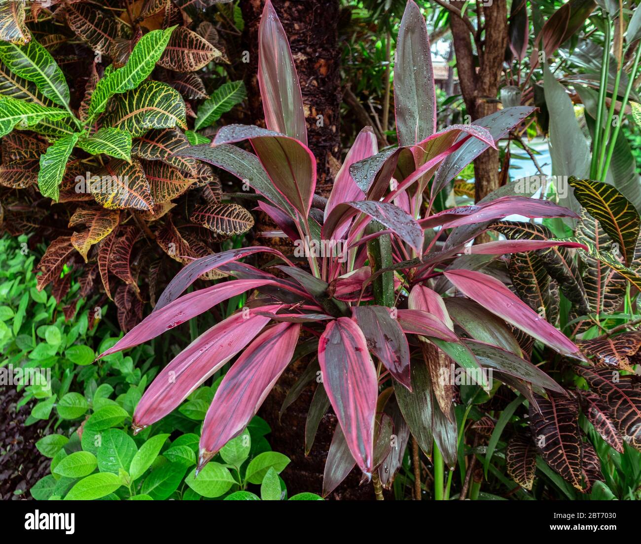 Cordyline fruticosa Fotos und Bildmaterial in hoher Auflösung Alamy