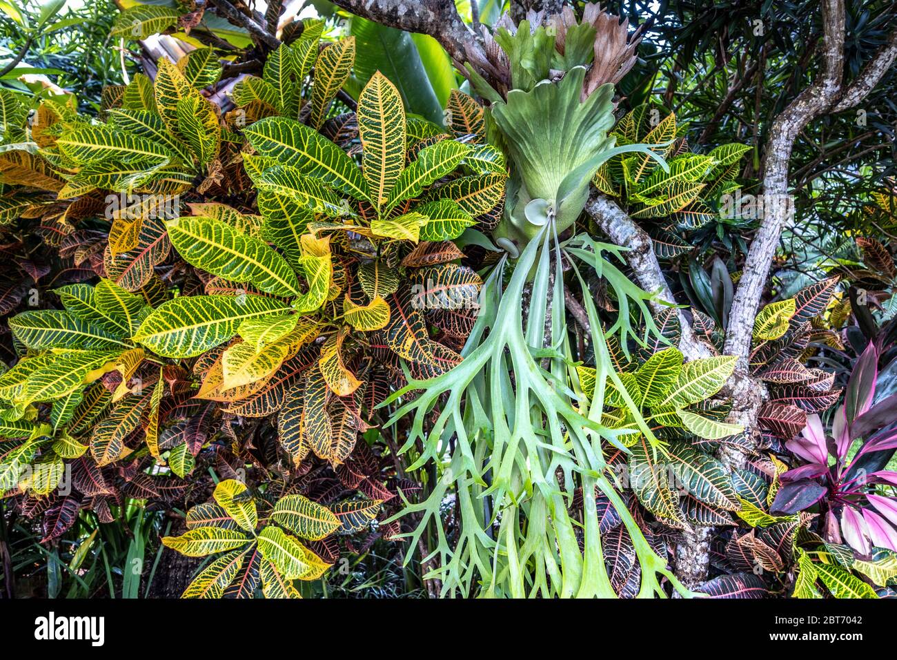 Bunte Croton, bunte Lorbeer und vertikal hängende grüne Staghorn Farnblätter, Nahaufnahme, Bali, Indonesien. Bunte tropische Blätter für den Rücken Stockfoto