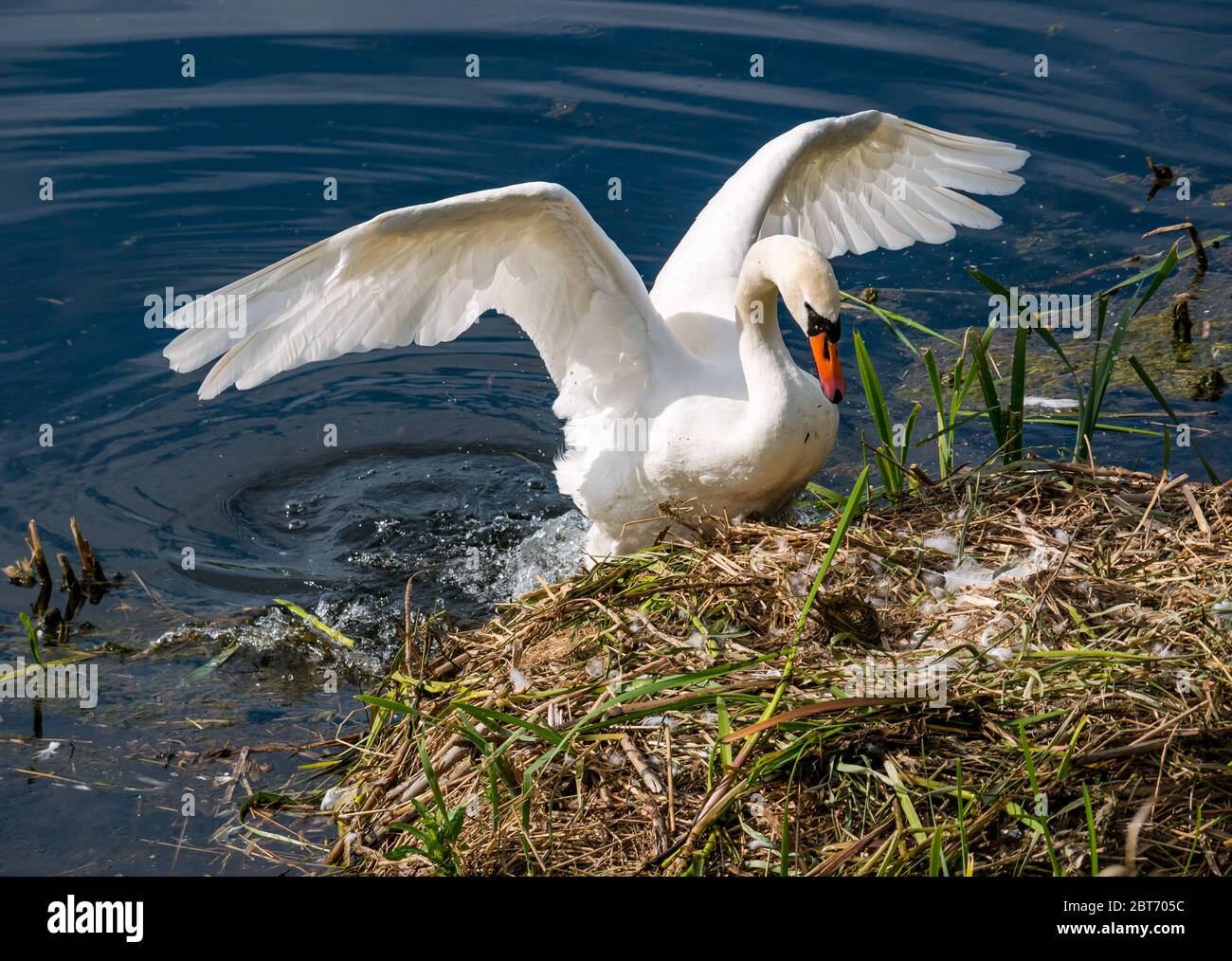 Weiblicher stummer Schwan, Cygnus olor, Rückkehr zum Nest im Reservoir, East Lothian, Schottland, Großbritannien Stockfoto