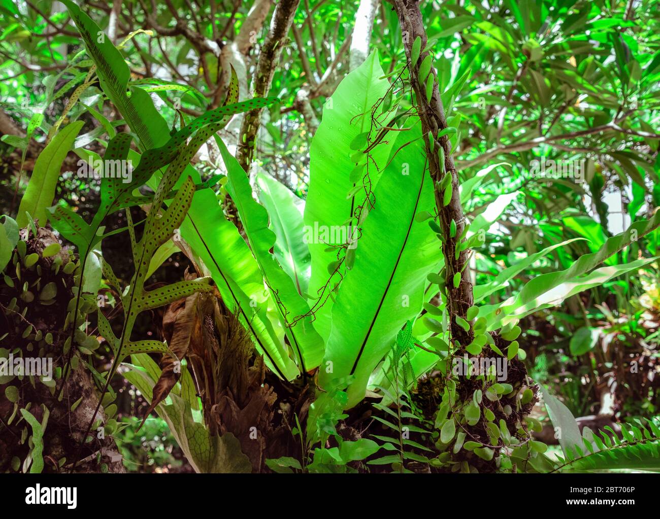 calathea roseopicta corona Calathea roseopicta Hybrids Print
