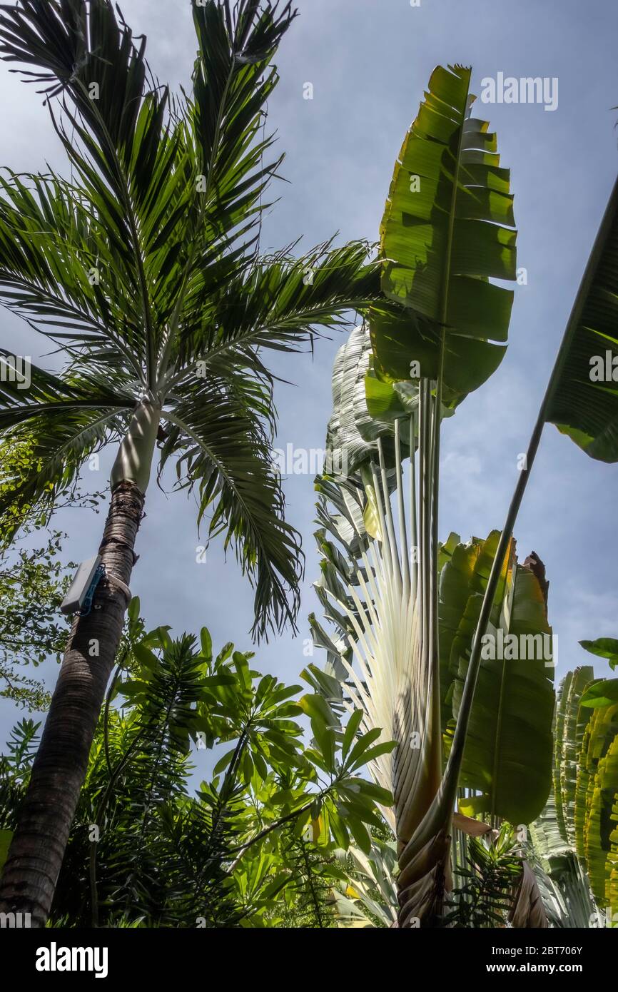 Seitenansicht bei zwei Palmen - eine ist gewöhnlich tropisch und eine andere ist die Palmen der Reisenden mit fächerartigen Blättern. Bali, Indonesien Stockfoto