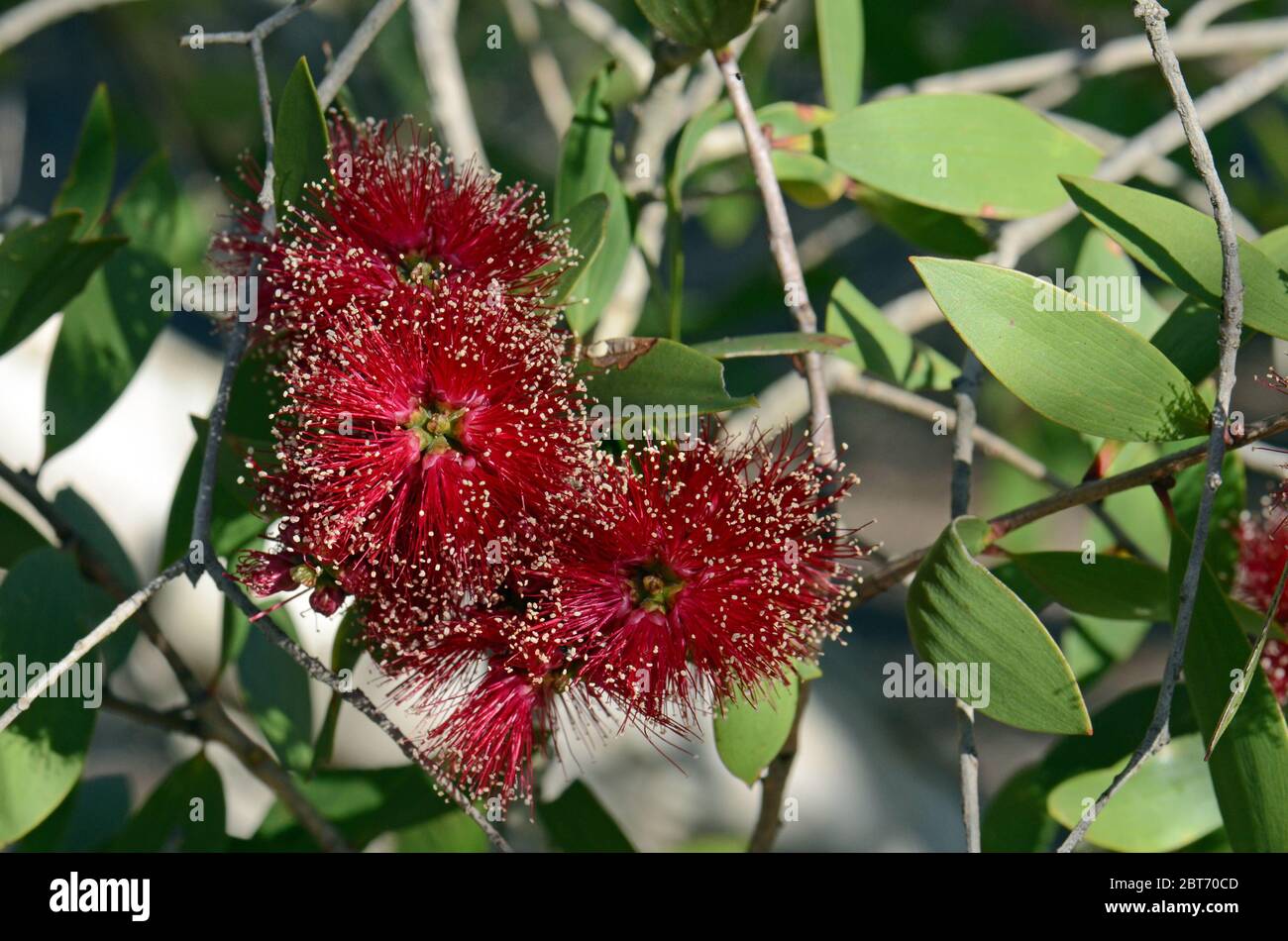 Rote Blüten und weiße Rinde der breitblättrigen Paperbark, Melaleuca viridiflora, Familie Myrtaceae. Heimisch im tropischen Nordaustralien und Südaustralien Stockfoto
