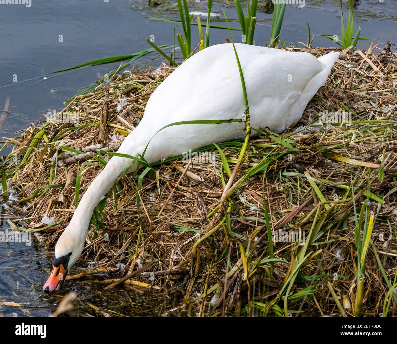 Weiblicher stummer Schwan, Cygnus olor, auf Nest sitzend, Nestmaterial aus Wasser ziehend, East Lothian, Schottland, Großbritannien Stockfoto