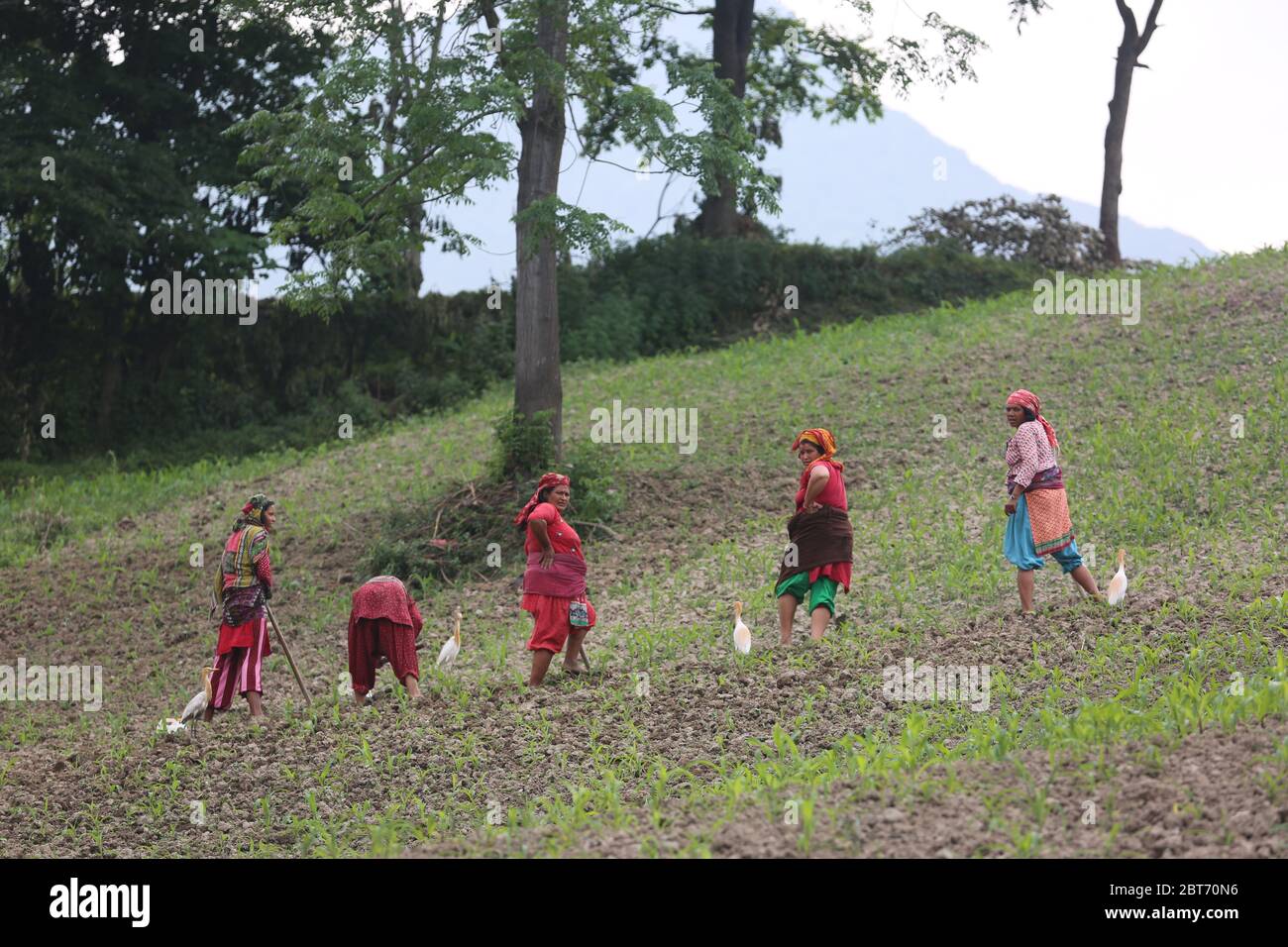 Kathmandu, Nepal. Mai 2020. Frauen arbeiten auf einem Maisfeld in Kathmandu, Nepal, 23. Mai 2020. Kredit: Zhou Shengping/Xinhua/Alamy Live News Stockfoto