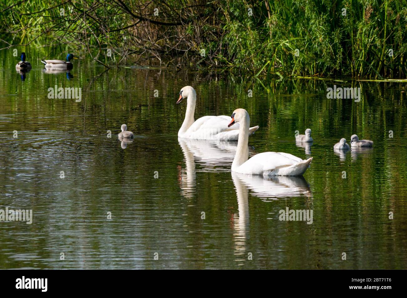 Paar stumme Schwäne, Cygnus olor, mit Cygnets schwimmen in Reservoir mit Reflexionen im Wasser, East Lothian, Schottland, Großbritannien Stockfoto